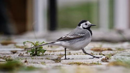 Close-up of bird perching outdoors