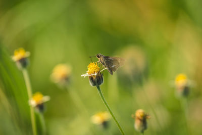 Close-up of butterfly pollinating on flower