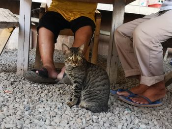 Low section of woman with cat sitting on floor