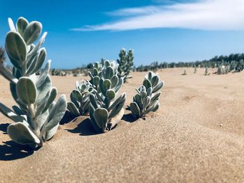 Close-up of cactus plant on sand against sky