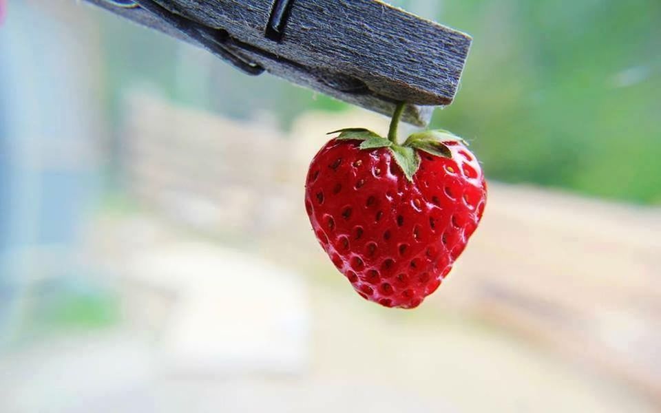 red, fruit, close-up, focus on foreground, food and drink, hanging, strawberry, freshness, berry fruit, food, ripe, selective focus, cherry, day, heart shape, healthy eating, growth, nature, tree, outdoors