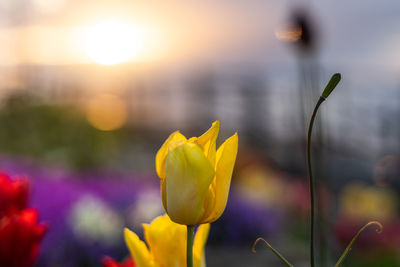 Close-up of yellow flowering plant during sunset