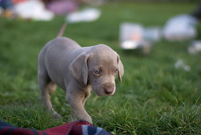 Weimaraner puppy walking on grass