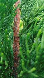 Close-up of lizard on tree trunk