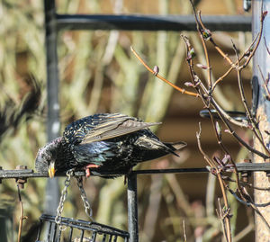 Close-up of bird perching on branch