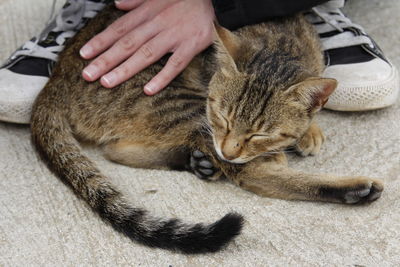 Midsection of person with cat relaxing on bed