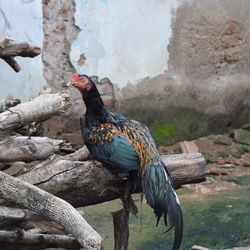 Rooster perching on wood