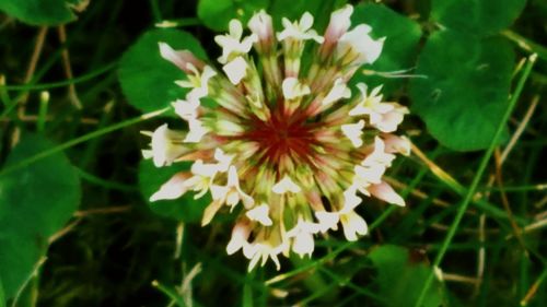 Close-up of white flowers blooming outdoors