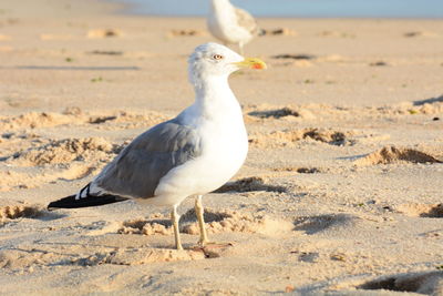 Close-up of seagull on sand at beach