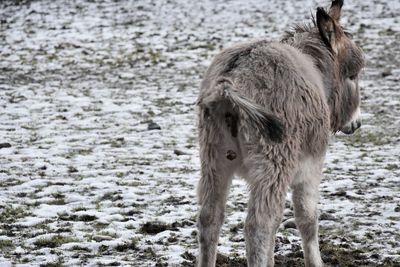 Horse standing in a field