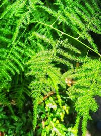 Close-up of fern leaves