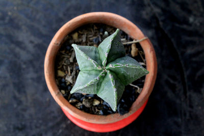 High angle view of cactus potted plant