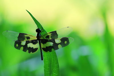 A beautiful dragonfly rest on green grass leaf in the summer morning.