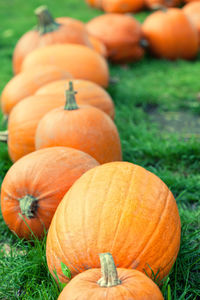 Close-up of pumpkins on field