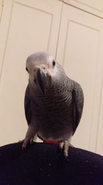 Portrait of parrot perching at home