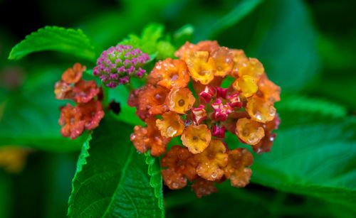 Close-up of flowers