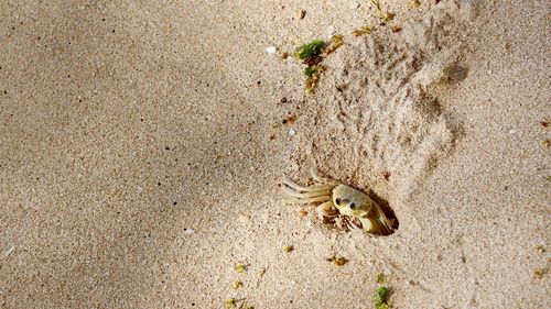 High angle view of crab on sand