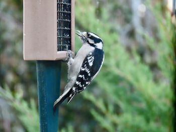 Downy woodpecker at the feeder