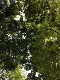 Low angle view of trees in forest