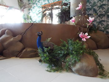 Low section of person by cat at home