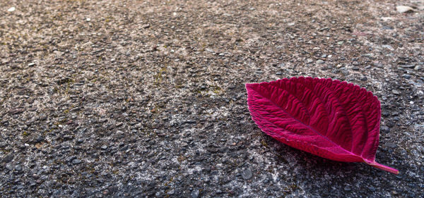 High angle view of red leaf on street