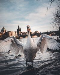 Swan in a river against the sky
