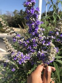 Close-up of hand holding purple flowering plants