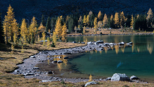 Scenic view of lake in forest