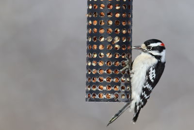 Close-up of bird perching on a feeder