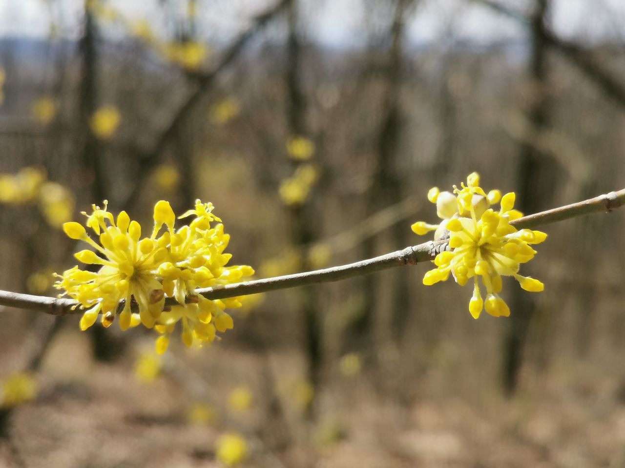 CLOSE-UP OF YELLOW FLOWERING PLANTS