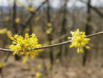 Close-up of yellow flowering plant