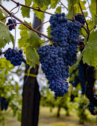 Close-up of grapes growing in vineyard