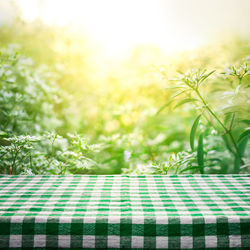 Close-up of fresh green plants on table against bright sun