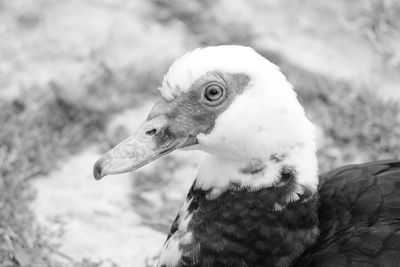 Close-up of a bird