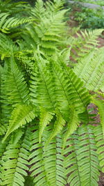 Full frame shot of green leaves