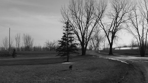 Bare trees on field against sky during winter