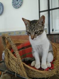 Close-up of cat sitting on table