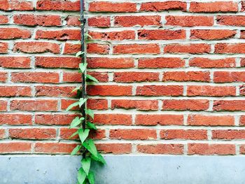 Full frame shot of brick wall and ivy crawling up a pipe