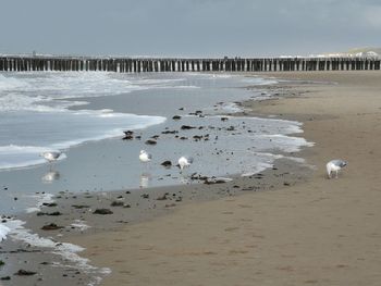 View of birds on beach