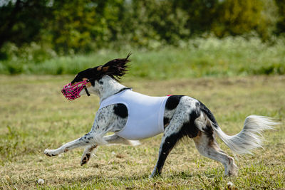 Saluki dog lifted off the ground during the dog racing competition running straight into camera