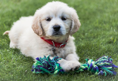 Portrait of puppy lying on grass