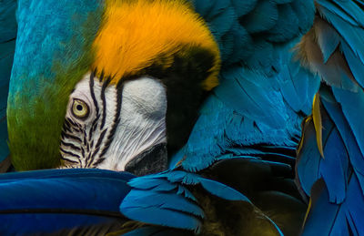 Close-up of gold and blue macaw