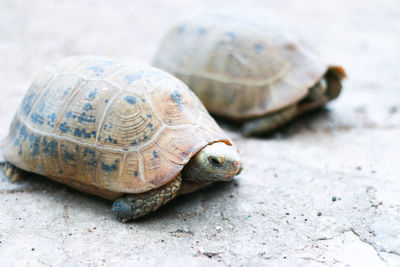 Turtles on ground