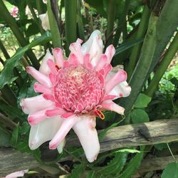 Close-up of pink flower growing on plant