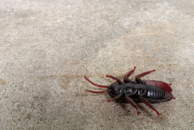 High angle view of insect on sand