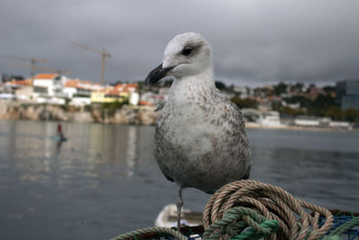 Close-up of seagull perching on a harbor