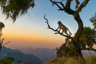 Monkey sitting on tree branch against sky during sunset