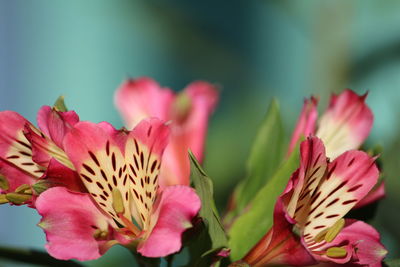 Close-up of pink flowers blooming outdoors