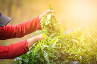 Farmers holding collecting green tea in agricultural farm lay