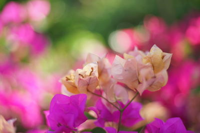 Close-up of pink flowers